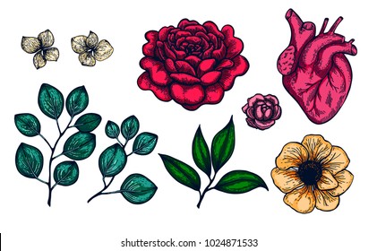 Hand drawn herb and flower set. Vintage  vector illustration. Engraving 