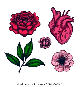 Hand drawn herb and flower set. Vintage  vector illustration. Engraving 