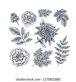 Hand drawn herb and flower set. Vintage engraved style flowers. Vector illustration
