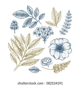 Hand drawn herb and flower set. Vintage engraved flowers. Vector illustration