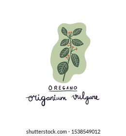 hand drawn herb oregano vector illustration. Creative herb plant texture for fabric, wrapping, textile, wallpaper, apparel.
