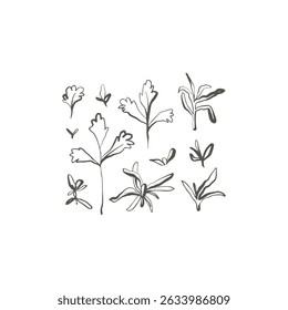 Hand drawn herb set with parsley thyme and rosemary in natural botanical style with uneven ink lines