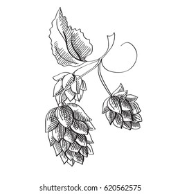 Hand drawn herbal botanical concept with beer hop plant on white background vector illustration