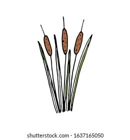 Hand drawn herbal element on a white isolated background. A clump of reeds. Doodle, illustration simple outline. It can be used for decoration of textile, paper and other surfaces.
