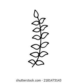 Hand drawn herbal, floral clipart. One line doodle vector