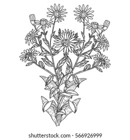 Hand drawn herbal flowers isolated on white background vector illustration