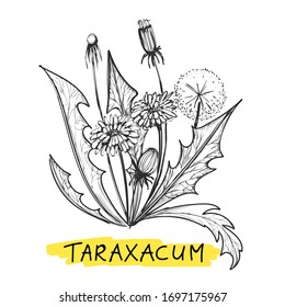 Hand drawn herbal plant. Taraxacum