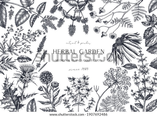Hand drawn herbal plants banner. Decorative\
background with vintage medicinal plants, flowers, herbs. For\
perfumery, cosmetics, tea ingredients. Herbal medicine design\
template. Aromatic plants\
flyer.
