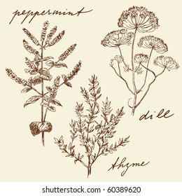 hand drawn herbs