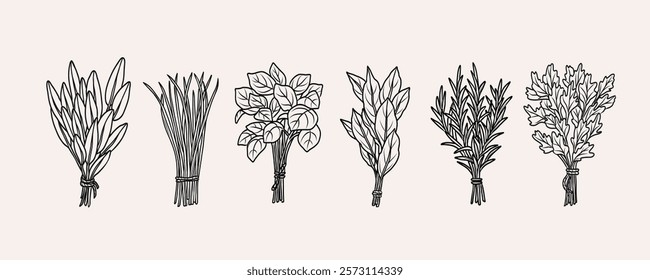 Hand drawn herbs bunches collection. Sage, chives, basil, laurel bay, rosemary, coriander, parsley