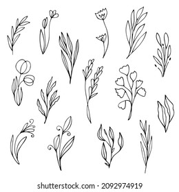 Hierbas extraídas a mano y elementos florales. Plantas blancas y negras, flores, ramas, gráficos de arte de línea. Imagen vectorial.