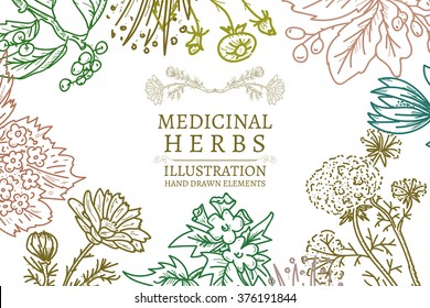 Hand drawn herbs medicinal herbs sketch vintage vector illustration 