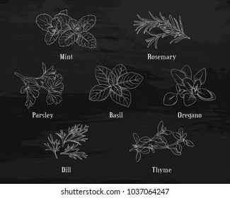 Hand drawn herbs on a dark grunge background. Herbal plants set. Line art herbal leaves. Sketchy herbs illustration