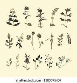 Hand drawn  herbs set  . Different types of forest and meadow plants and trees for logo, label or branding design.