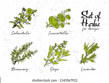 Hand drawn herbs set for medicinal, for cooking, cosmetics, store, health care, tag label, food design. Botanical illustrations for tags. Vector sketches.
