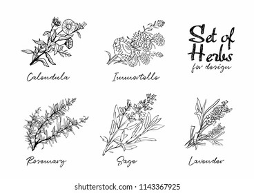 Hand drawn herbs set for medicinal, for cooking, cosmetics, store, health care, tag label, food design. Botanical illustrations for tags. Vector sketches.
