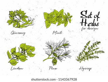 Hand drawn herbs set for medicinal, for cooking, cosmetics, store, health care, tag label, food design. Botanical illustrations for tags. Vector sketches.
