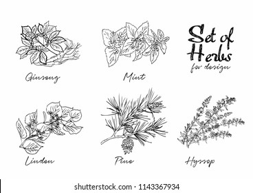 Hand drawn herbs set for medicinal, for cooking, cosmetics, store, health care, tag label, food design. Botanical illustrations for tags. Vector sketches.
