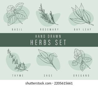 Hand drawn herbs set, vector illustration for labels - basil, rosemary, bay leaf, thyme, sage, oregano - common culinary spices seasoning