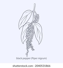 Hand drawn of herbs and spices anise Pimpinella anisum