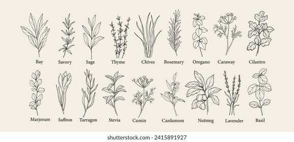 Hand drawn herbs and spices collection