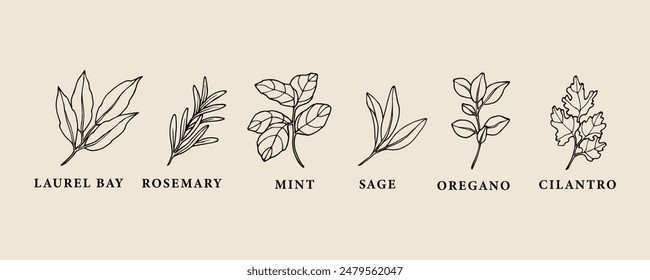 Hand drawn herbs and spices collection