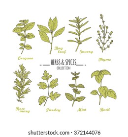 Hand Drawn Herbs And Spices Collection. Green Fresh Condiments Isolated On White. For Kitchen Or Package Design. Vector Illustration