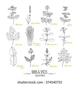 Hand drawn herbs and spices collection. Outline style seasonings. Vector illustration