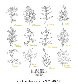 Hand drawn herbs and spices collection. Outline style seasonings. Vector illustration