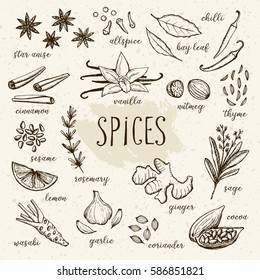 Hand drawn herbs and spices collection. Vintage set of kitchen herbs and spices. Vector illustration.