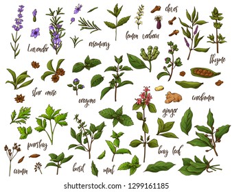 Hand drawn herbs and spices. Decorative background with sketch elements. Vector illustration.