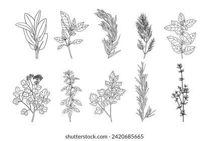 Hand drawn herbs and spices set.