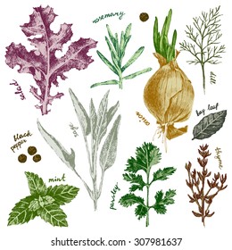 hand drawn herbs and spices set in color