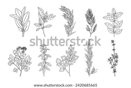 Hand drawn herbs and spices set.