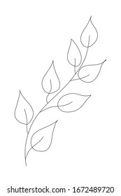 Hand drawn herbs twig leaves. Floral sprig. Spring flower, buttons, blade, bush isolated on white background. Doodle outline vector illustration for wedding design,logo and greeting card.Single.