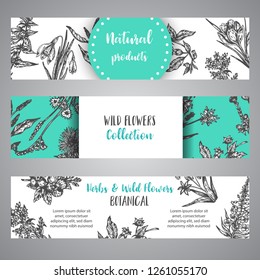 Hand drawn herbs and wild flowers banner Vintage collection of Plants Vector illustrations in sketch style