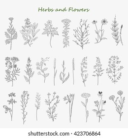 Hand drawn herbs and wild flowers collection isolated on white background. Rustic template. Vintage design sketched vector illustration.