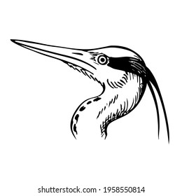 Hand drawn heron bird vector illustration. Sketch isolated on white background with pencil, label banner. Hern vector sketch on a white background. Bird symbol black and white. Ornithology. Wader Logo