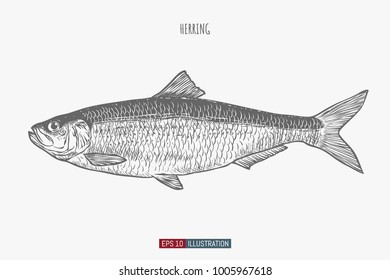 Hand drawn herring fish isolated. Engraved style vector illustration. Template for your design works.