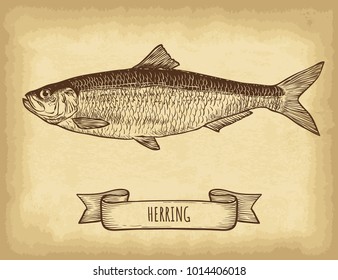 Hand drawn herring fish isolated. Old craft paper texture background. Ribbon banner. Engraved style vector illustration. Template for your design works.