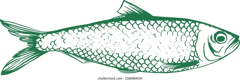 hand drawn herring or sardine fish illustration for seafood, canned seafood, frozen food and restaurant