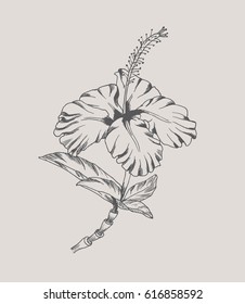 Hand drawn Hibiscus flower