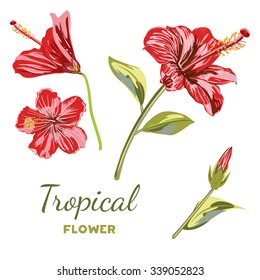 Hand drawn Hibiscus Flower. Collection Tropical flowers red color in different variations of the position. A Vector collection of Flower Tropical Hibiscus on isolated background for your design.
