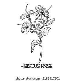 hand drawn Hibiscus flower illustration Vector outline  poppy  daffodils  tulip  sunflower  daisy  Hawaiian Hibiscus Fragrance Flower Mallow Chenese Rose 