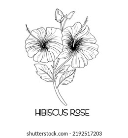 hand drawn Hibiscus flower illustration Vector outline. poppy, daffodils, tulip, sunflower, daisy. Hawaiian Hibiscus Fragrance Flower or Mallow Chenese Rose.