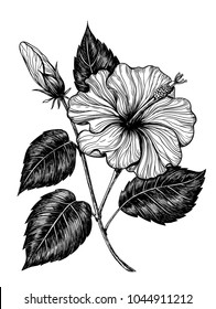 Hand drawn hibiscus flower on white background. Element for design.