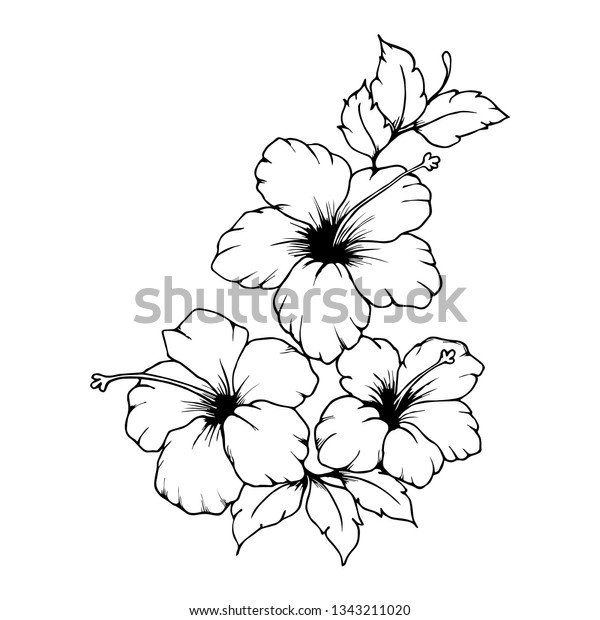 Hand Drawn Hibiscus Flowers Black Outlines Stock Vector Royalty