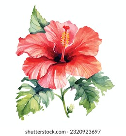 Hand drawn hibiscus flowers with green leaves isolated on white background. Watercolor style hand draw painting. Vector illustration. watercolor hibiscus 
