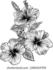 Hand drawn Hibiscus Flowers Sketch Illustration