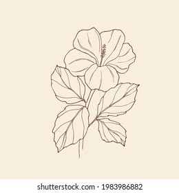 Hand drawn hibiscus illustration. Botanical design